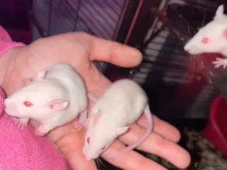 Rat rodents Rat babies - Advert 8