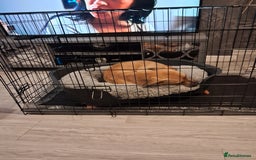 American Bull Staffy dogs for sale: Pup for sale - Image 1