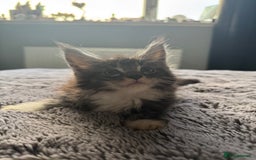 Maine Coon cats for sale: Maine Coon kittens Available!!!! - Image 8