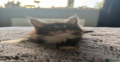 Maine Coon cats - Advert 13