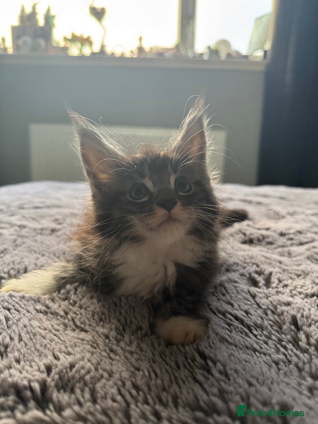 Maine Coon cats for sale: Maine Coon kittens Available!!!! - Image 8