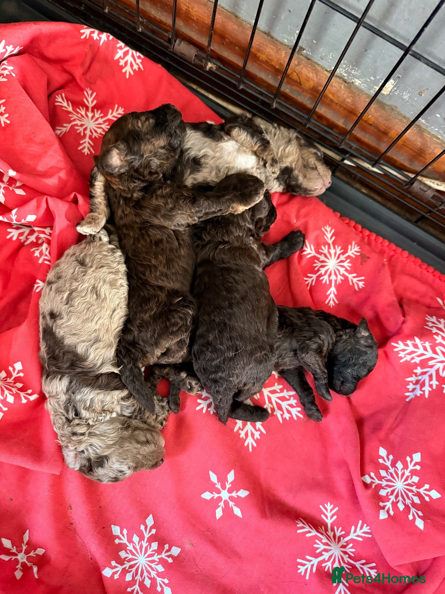 Mixed Breed dogs Beautiful choc Merle poodle pups - Advert 2