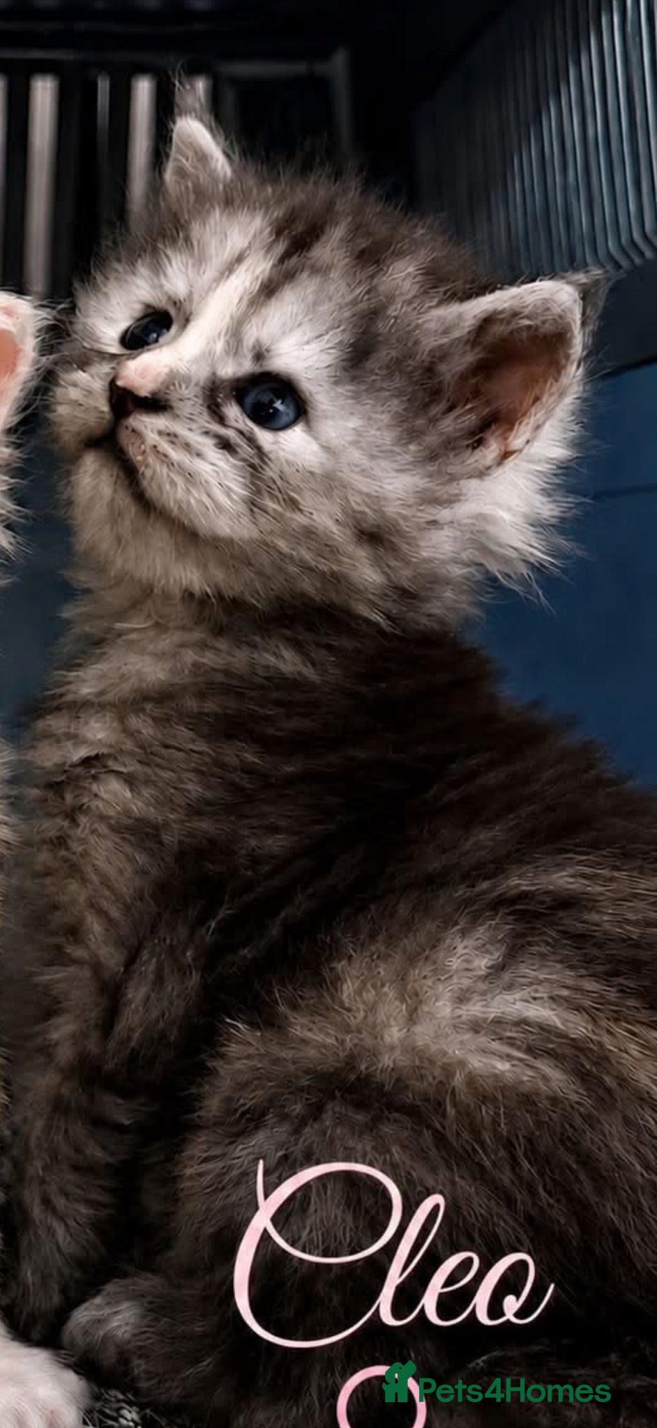 Maine Coon cats Beautiful Black smoke Tortoe Female - Advert 2