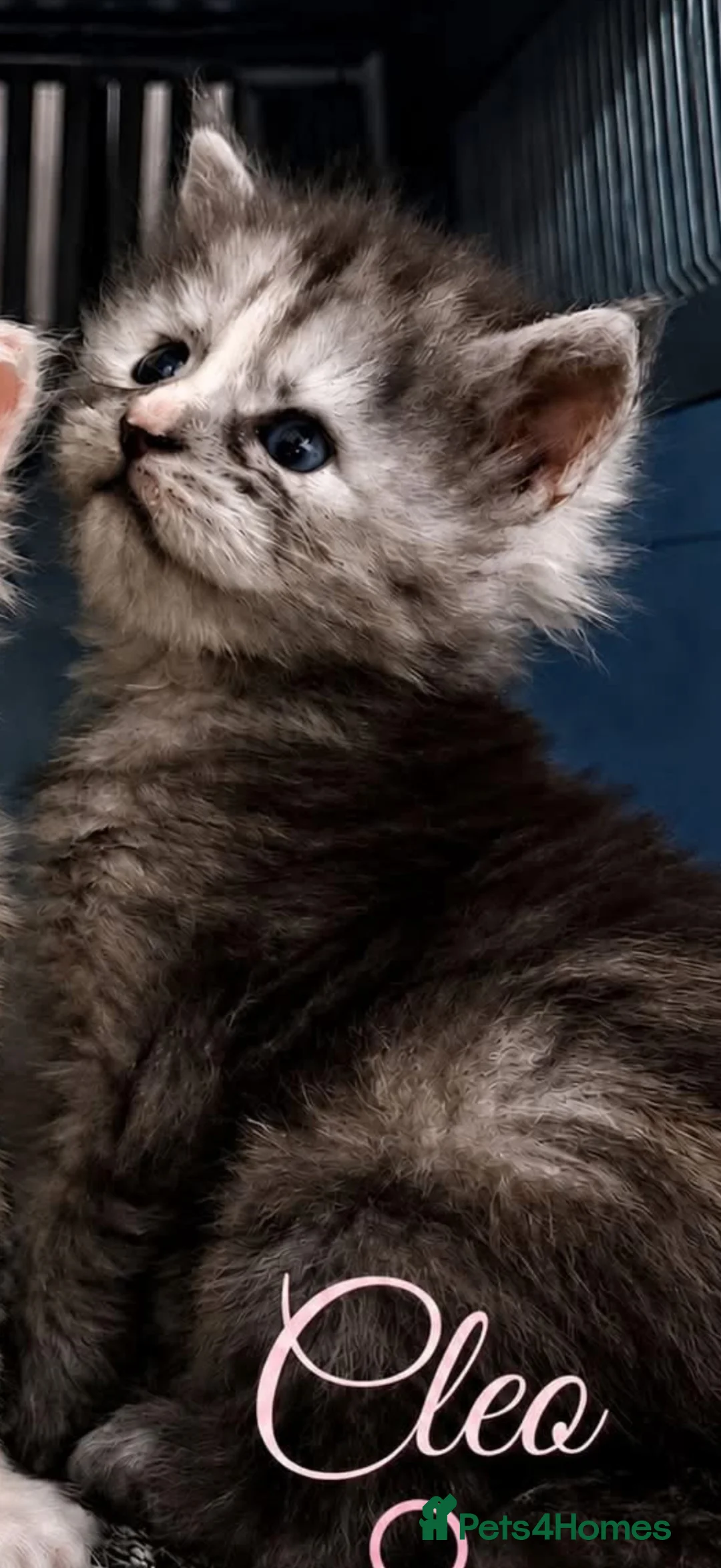 Maine Coon cats for sale: Beautiful Black smoke Tortoe Female - Advert 2