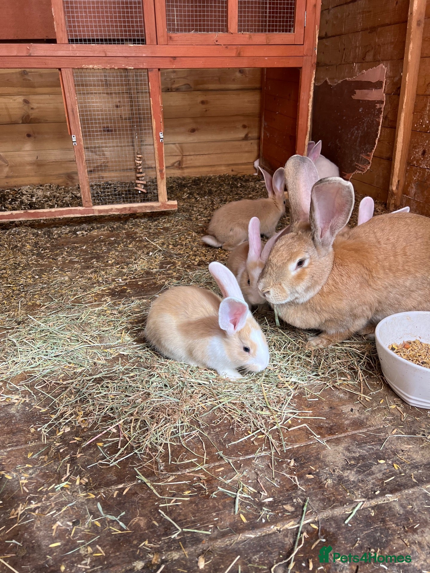 Continental Giant rabbits Continental giant babies for sale  - Advert 1