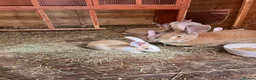 Continental Giant rabbits for sale: Continental giant babies for sale  - Advert 1