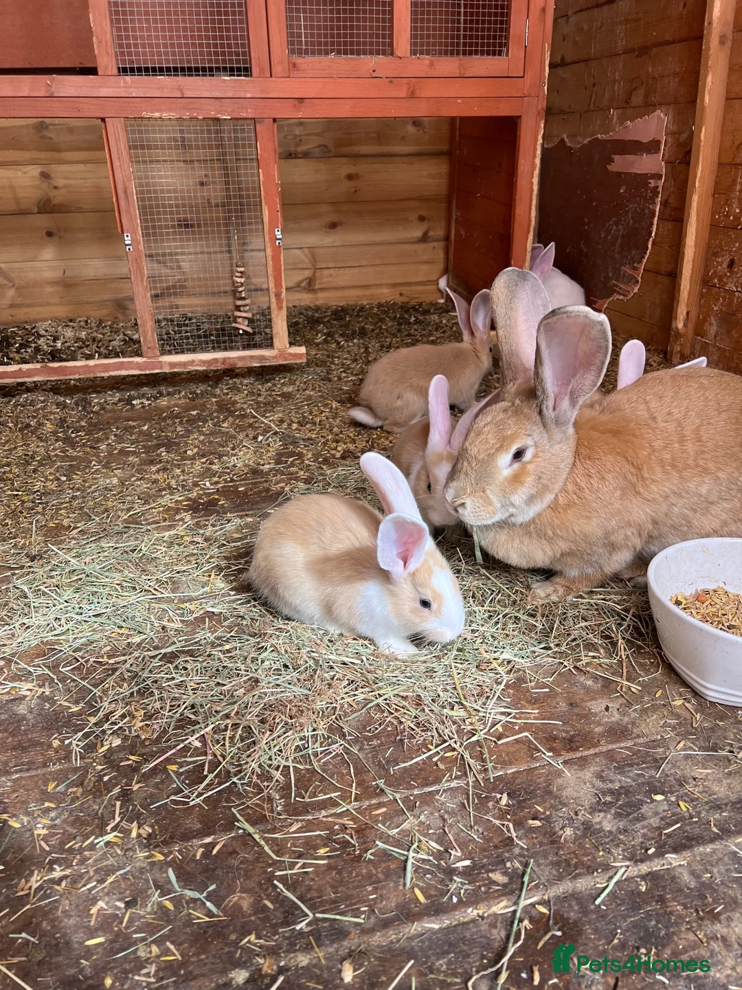 Continental Giant rabbits for sale: Continental giant babies for sale  - Advert 1