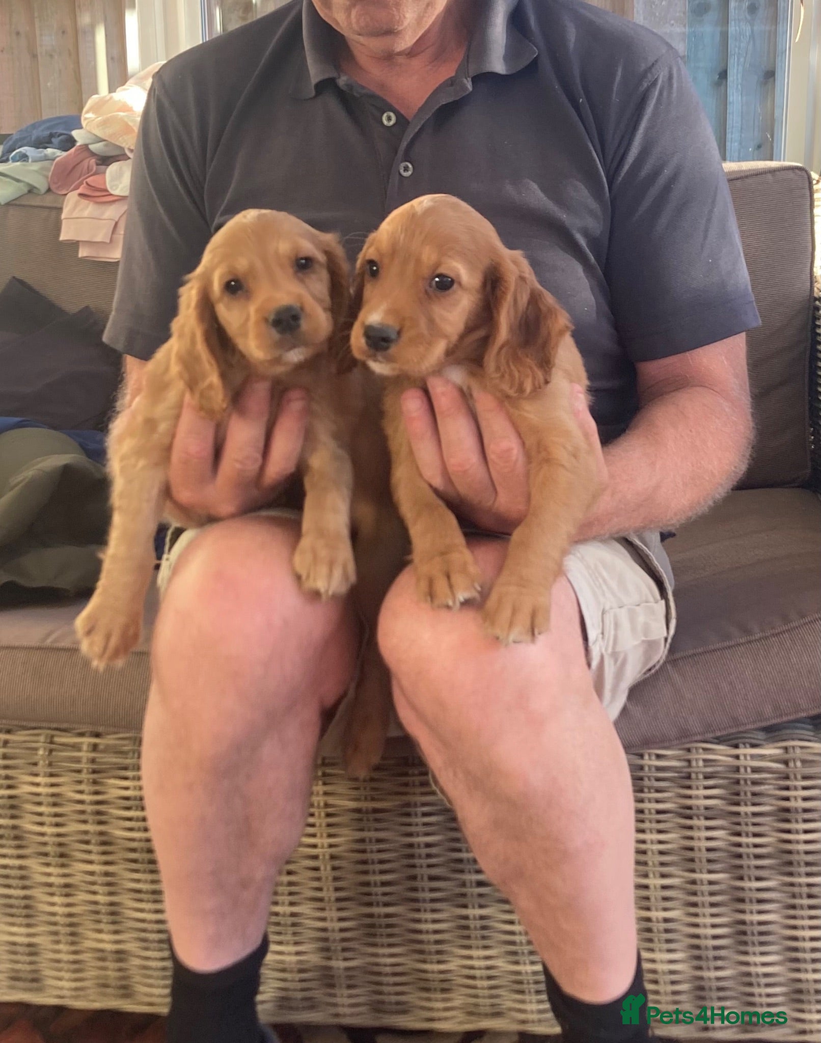 Cocker Spaniel dogs Working type cocker puppies  - Advert 1