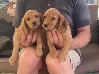 Cocker Spaniel dogs Working type cocker puppies - Advert 1