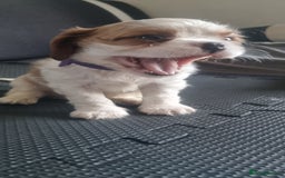 Cavalier King Charles Spaniel dogs for sale: Cavaliers King Charles spaniels - Image 28
