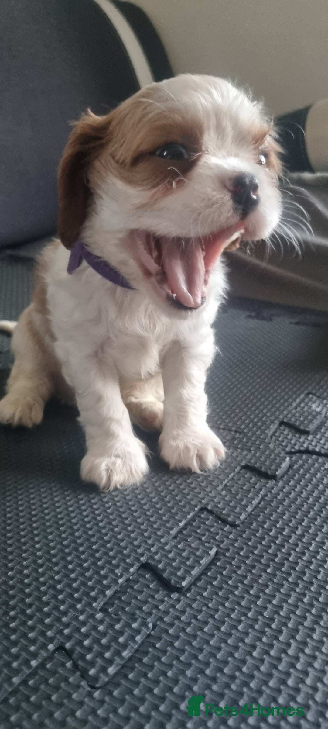 Cavalier King Charles Spaniel dogs for sale: Cavaliers King Charles spaniels - Image 28