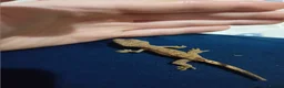 Gecko reptiles for sale: Multiple baby crested geckos for sale - Advert 9