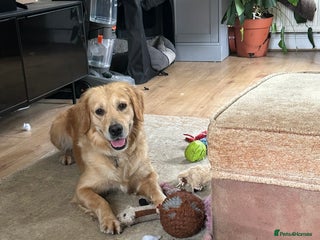 Mini Goldendoodle dogs - Advert 8