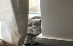 British Shorthair cats for sale: Grey/Blue British Shorthair - Image 1