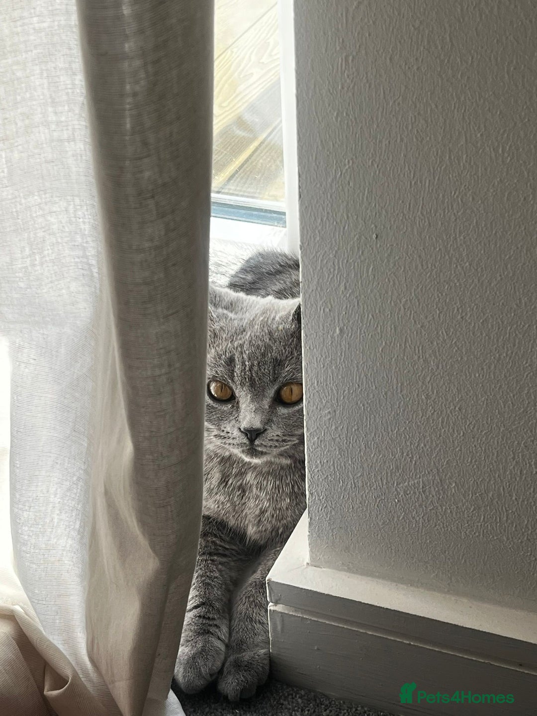 British Shorthair cats for sale: Grey/Blue British Shorthair - Image 1