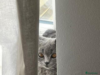 British Shorthair cats - Advert 35