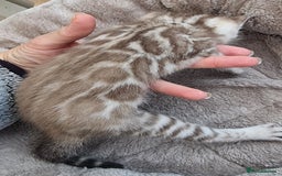 Bengal cats for sale: TICA Registered Bengal Kittens–Ready End Nov 25 - Image 15