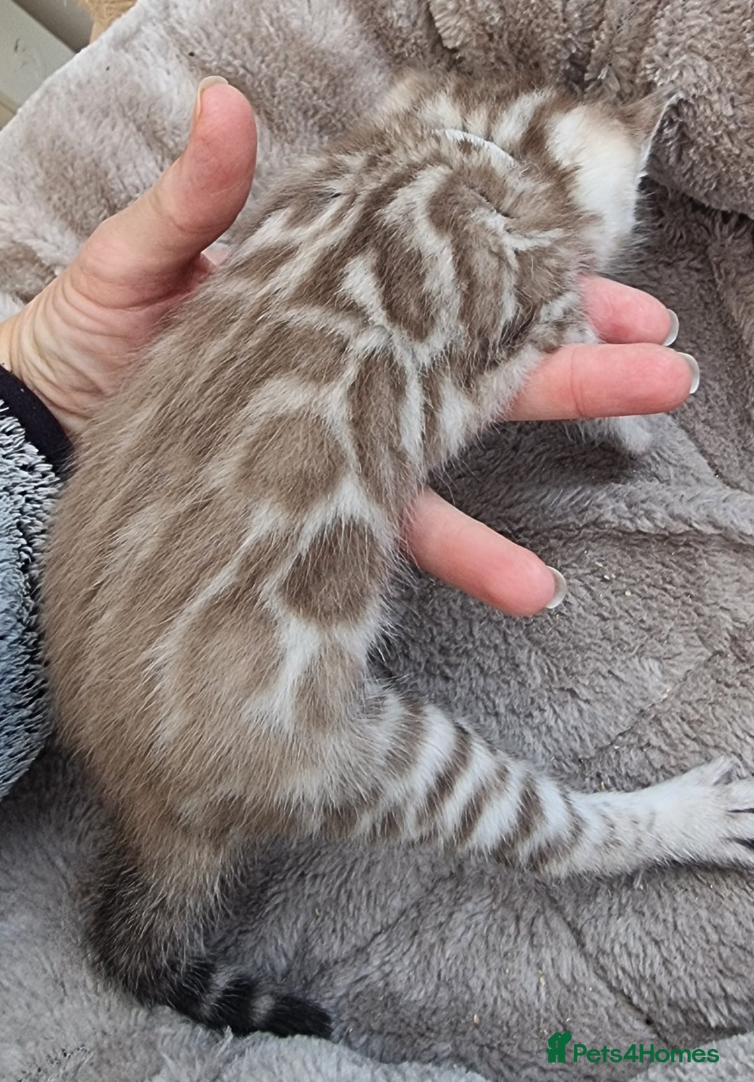 Bengal cats for sale: TICA Registered Bengal Kittens–Ready End Nov 25 - Image 15