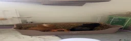 Guinea Pig rodents for sale: male guinea pig for rehoming in Southampton - Advert 6