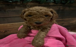 Cockapoo dogs for sale: Cockapoo F1B puppies - Advert 12