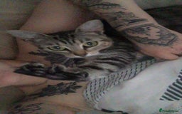 Domestic Shorthair cats for sale: Mum and two kittens 🩷 - Image 6