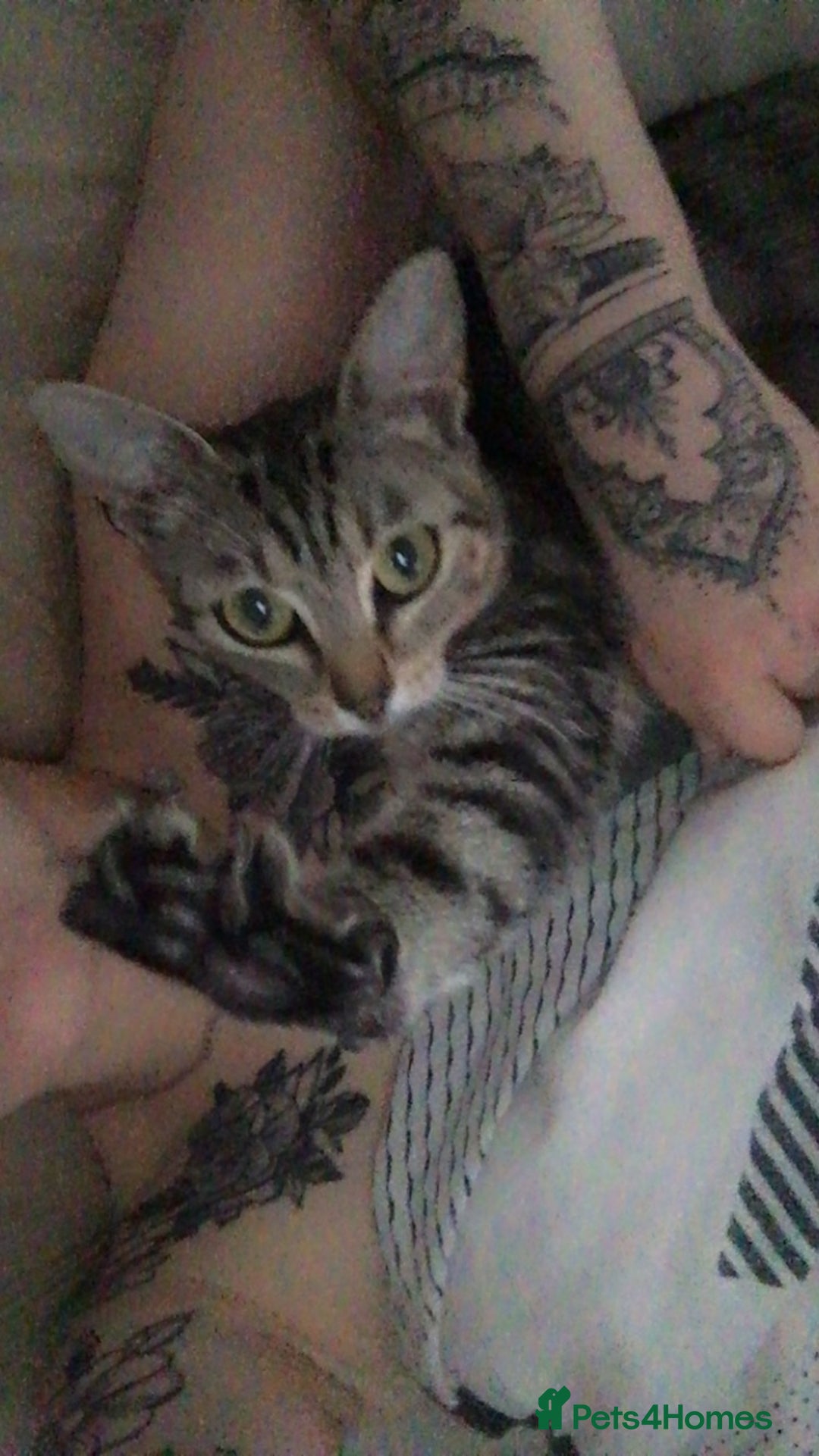 Domestic Shorthair cats for sale: Mum and two kittens 🩷 - Image 6