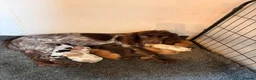 Cocker Spaniel dogs for sale: Stunning working cockers  in Canterbury - Advert 4