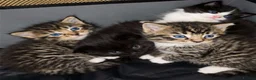 Ragdoll cats for sale: Ragdoll Kittens in Leicester - Advert 3
