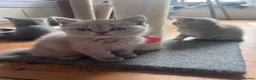 British Shorthair cats for sale: Beautiful GCCF kittens - Ready Now  - Advert 4