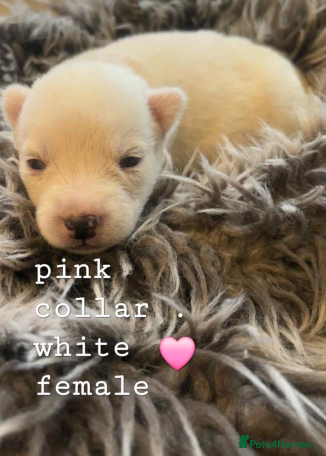 Siberian Husky dogs for sale: Siberian Husky puppies  - Image 1