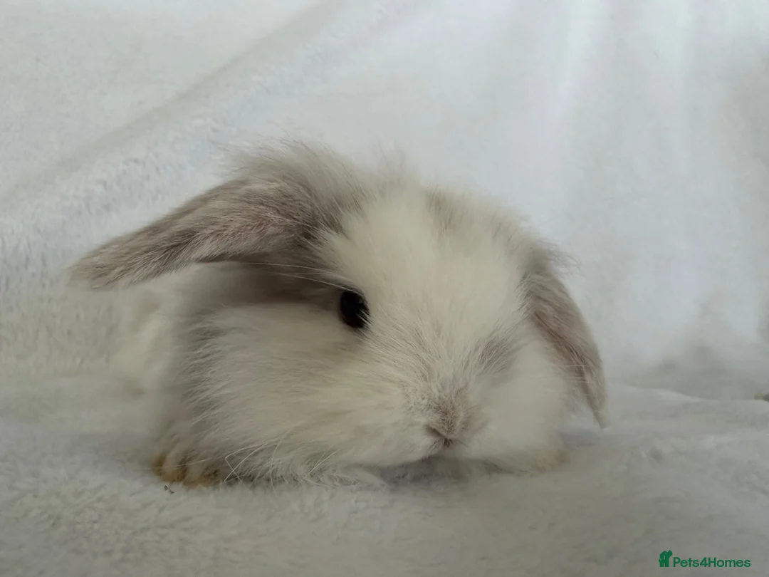 Mini Lop rabbits for sale: Beautiful mini lops **ready to reserve** - Advert 1