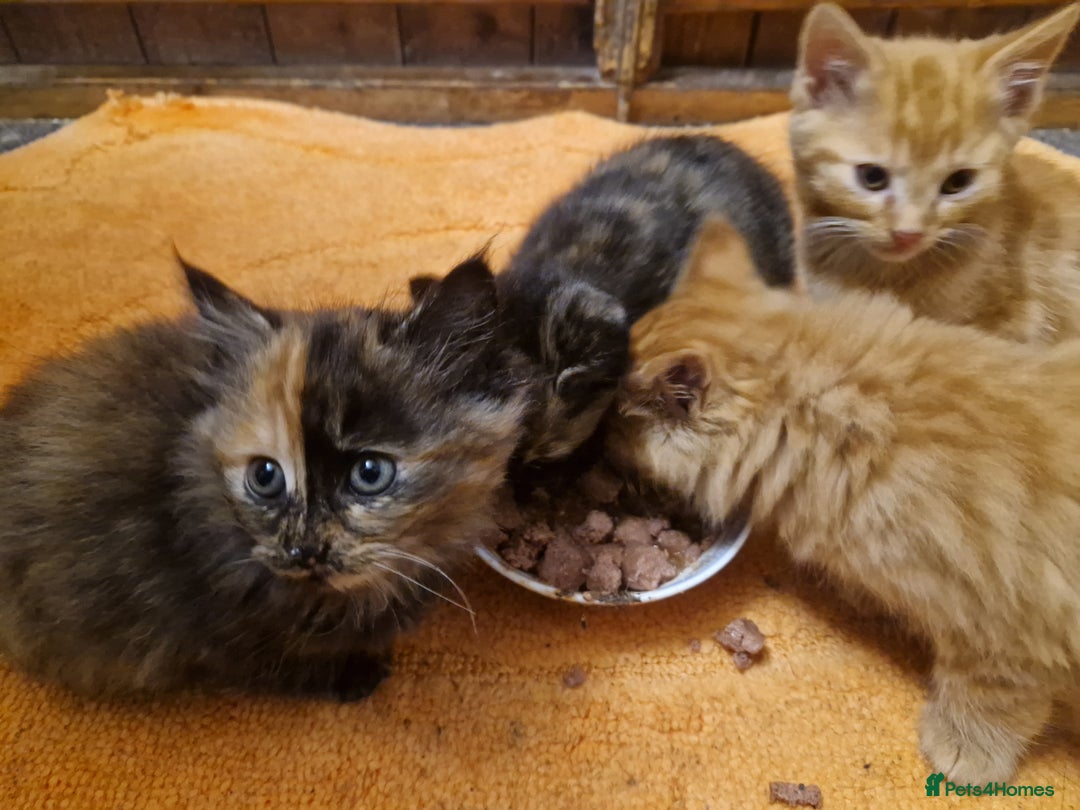 Mixed Breed cats for sale: Beautiful kittens - Image 15