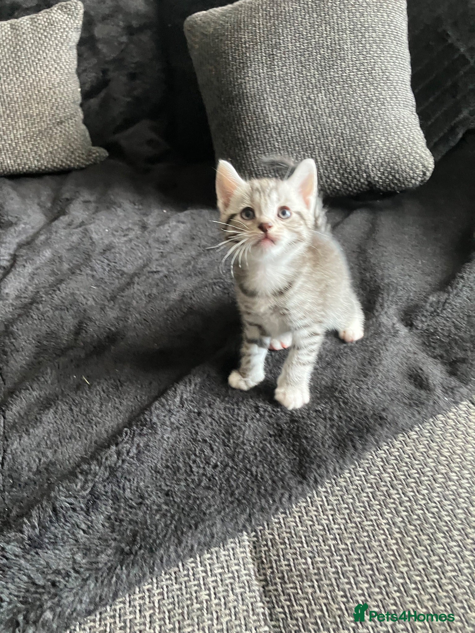Russian Blue cats Beautiful black silver grey tabby kittens  - Advert 6