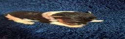 Fox Terrier dogs for sale: Beautiful Fox Terrier Puppies Available  - Advert 4