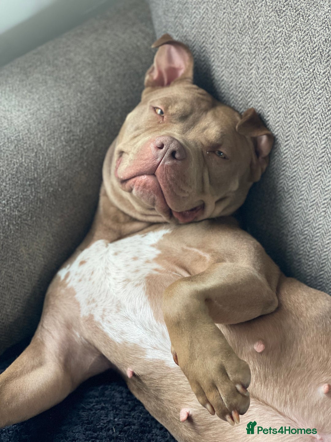 Mixed Breed dogs for sale: American bully/Pit x Rhodesian Ridgeback  - Advert 11