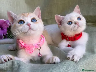 British Shorthair cats Unique British shorthair golden kittens - Advert 18