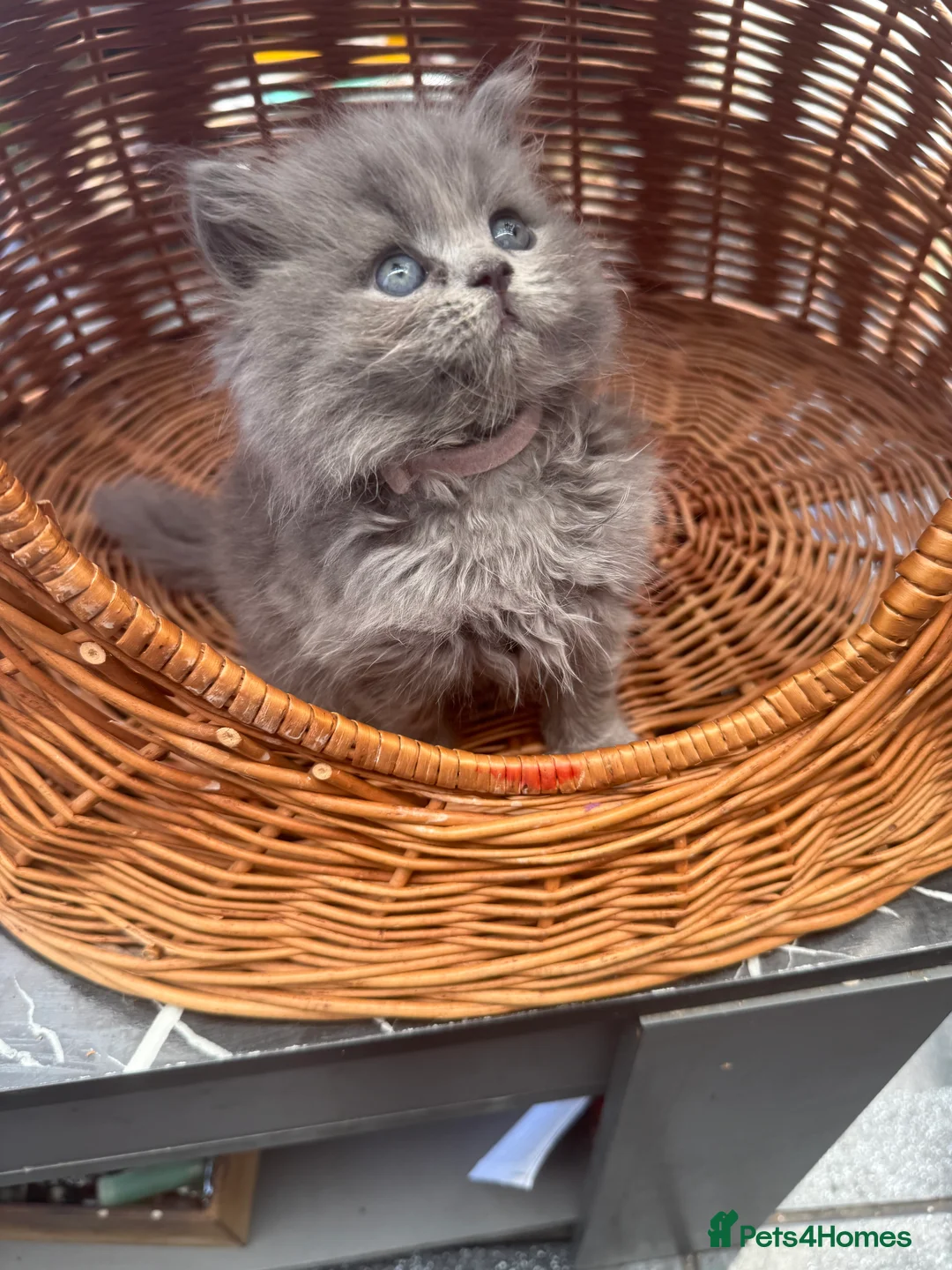 British Shorthair cats for sale: Gorgeous teddy British sh/l hair kittens,GCCF stud - Advert 2