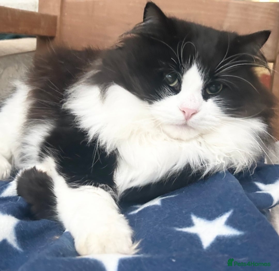 Siberian cats for sale: Pedigree TICA reg Siberian kittens  - Advert 5