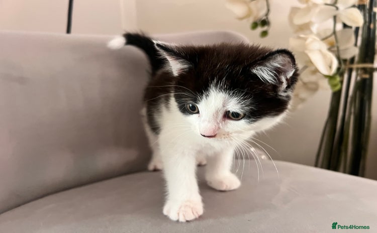 Domestic Shorthair cats - Advert 2
