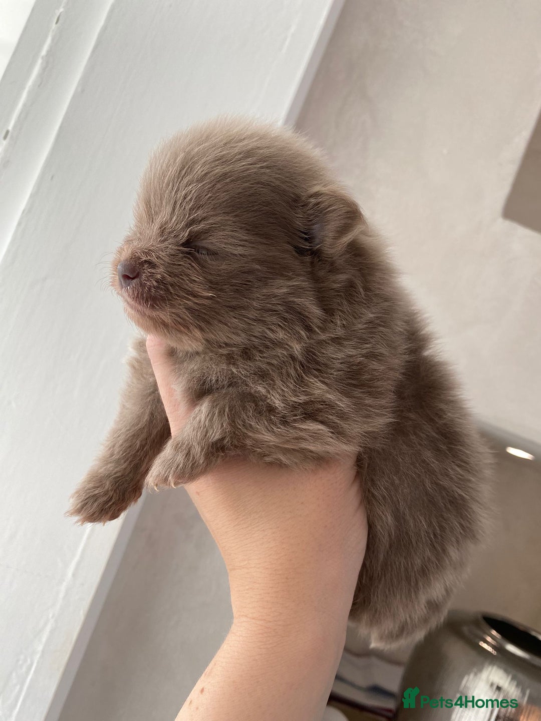 Pomeranian dogs for sale: outstanding true to typ pomeranian puppy's  - Image 4
