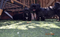 Shihpoo dogs for sale: rare black shipoos - Image 19
