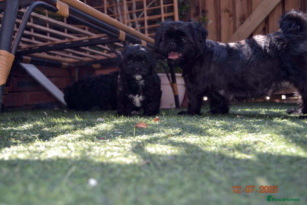 Shihpoo dogs for sale: rare black shipoos - Image 19
