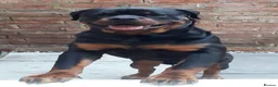 Rottweiler dogs for stud: Rottweiler dog for stud  - Advert 1