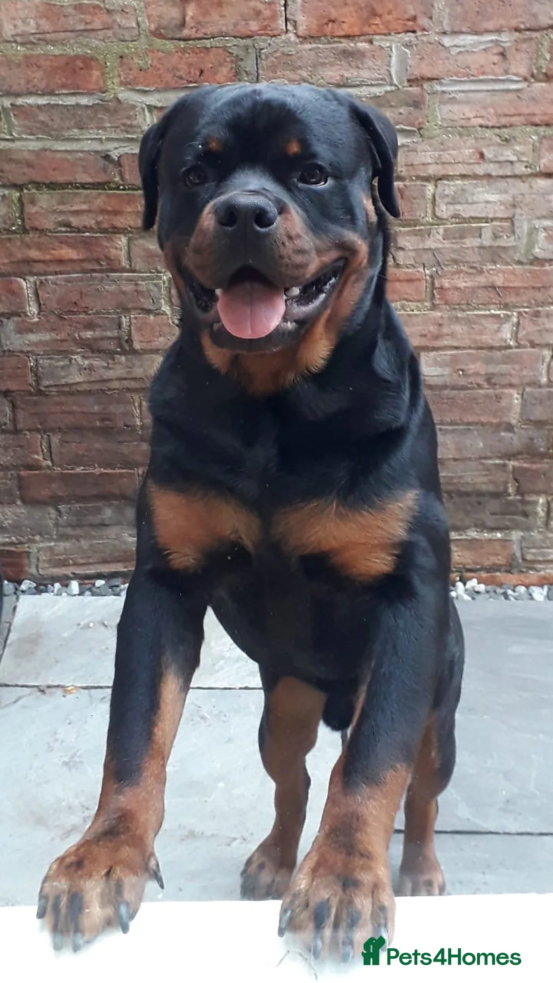 Rottweiler dogs for stud: Rottweiler dog for stud  - Advert 1