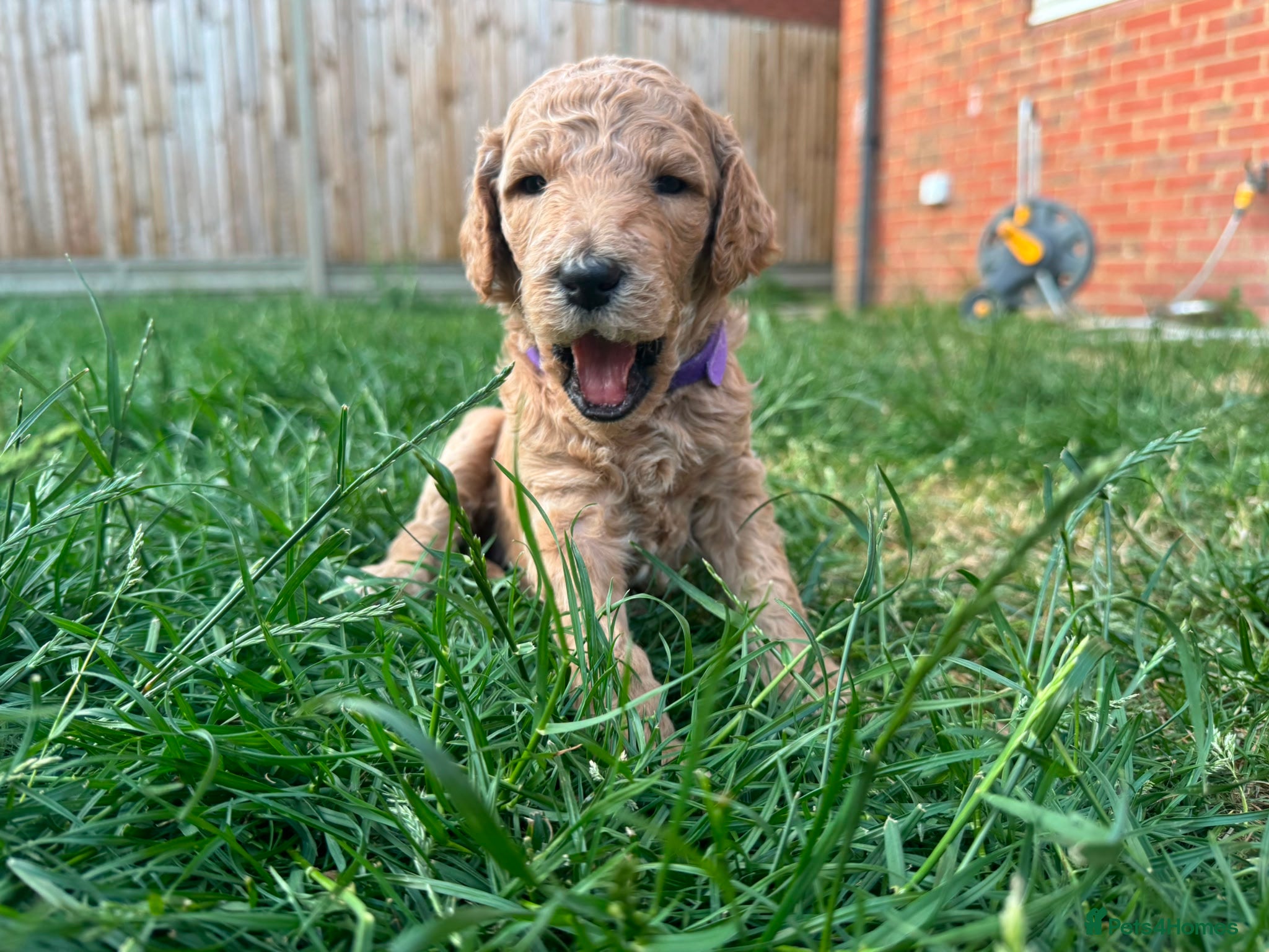 Goldendoodle dogs for sale: Stunning Goldendoodle Puppies in Herne Bay - Advert 4