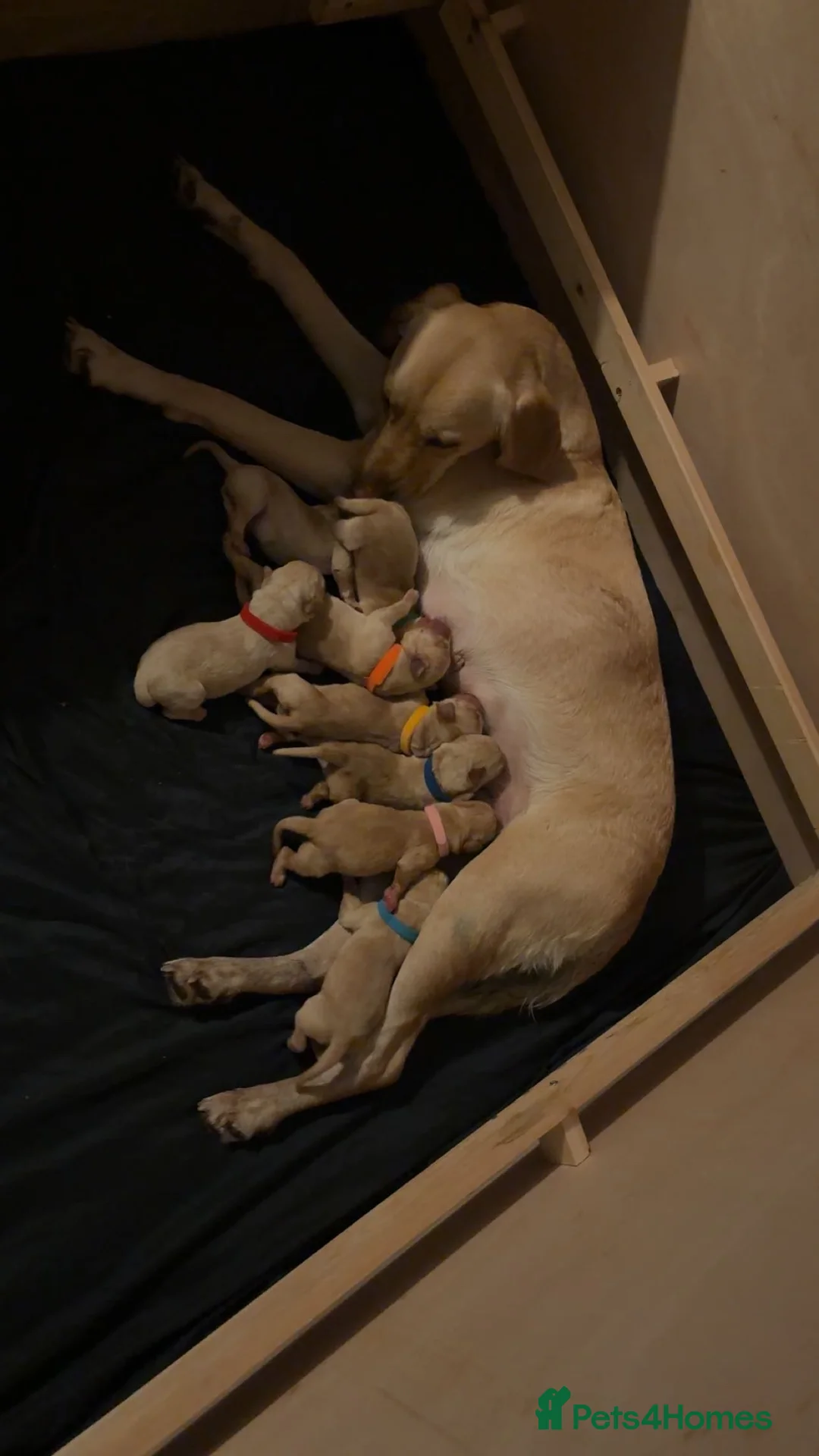 Labrador Retriever dogs for sale: Labrador pups for sale  in Sunderland - Advert 2