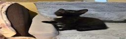 Mixed Breed cats for sale: All‑Black Litter – 4 Girls & 1 Boy Available Now - Advert 5