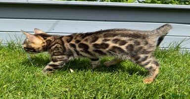 Bengal cats - Advert 12