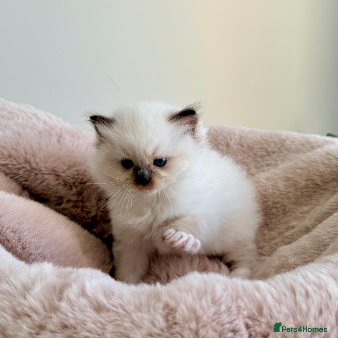 Ragdoll cats for sale: 💕 Beautiful Female Ragdoll 💕 - Advert 10