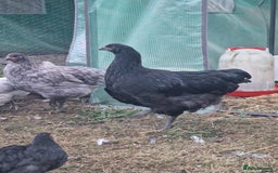 Chickens poultry for sale: Point of Lay hens Jersey Giants, Pekin & Olive egg - Image 13